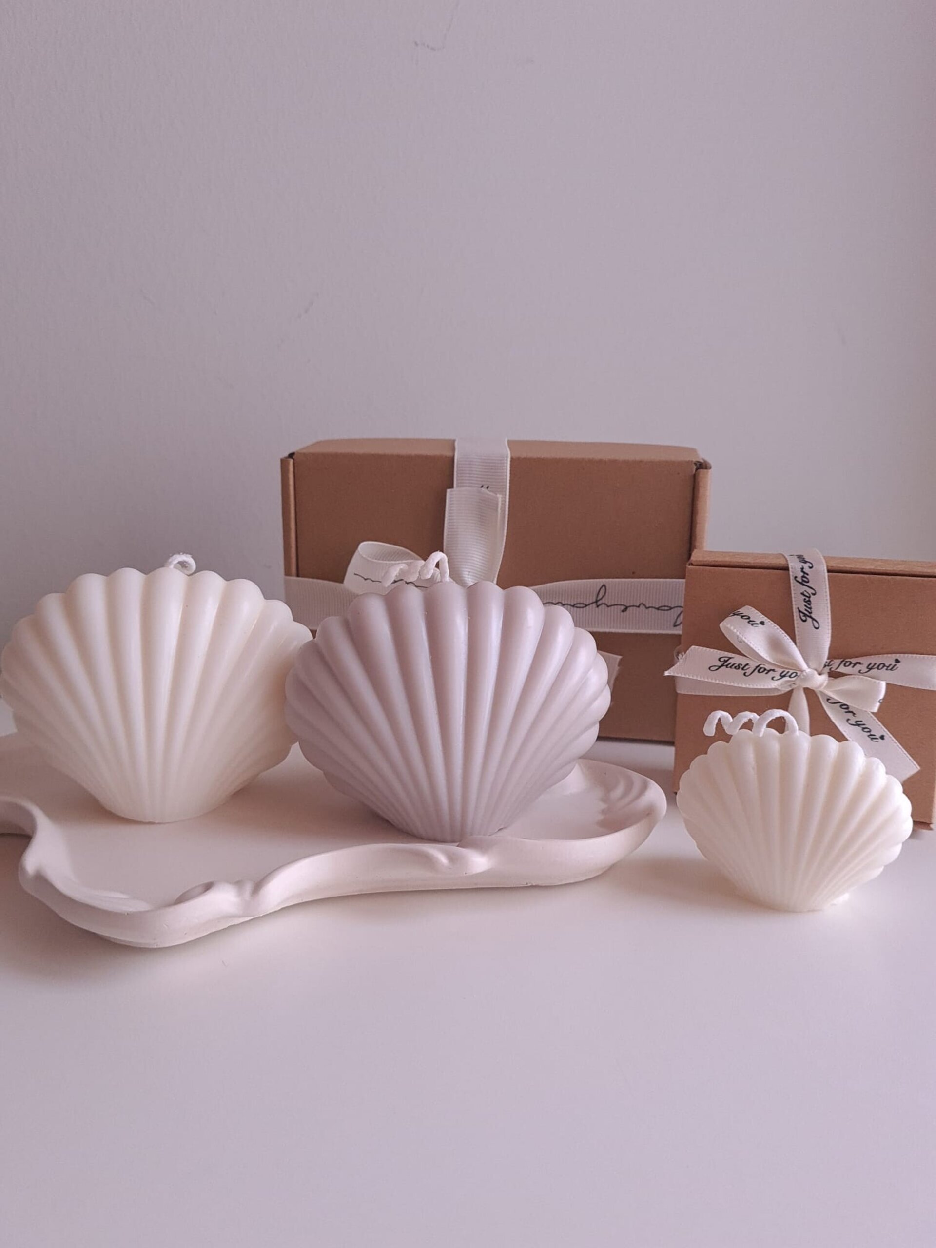 Conjunto conchas marinas - 3
