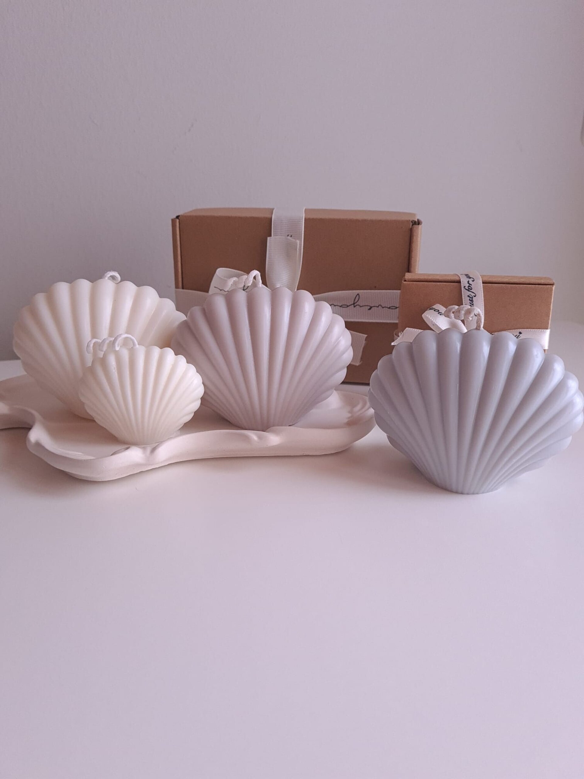 Conjunto conchas marinas - 2